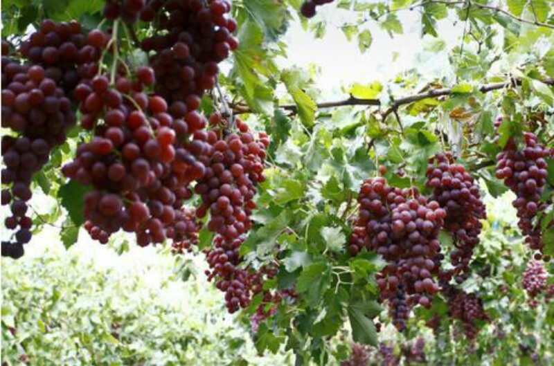 【新保得】春暖花開(kāi)---養(yǎng)根、護(hù)根、壯根正當(dāng)時(shí)