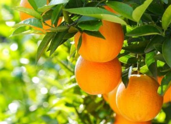 【新保得】湖北新保得生物科技有限公司喜迎祖國(guó)七十華誕！