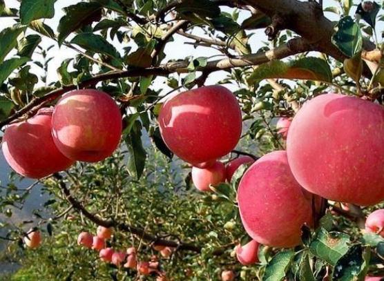 【新保得】農(nóng)業(yè)部長(zhǎng)：有機(jī)肥搭配化肥，未來(lái)施肥的大趨勢(shì)！